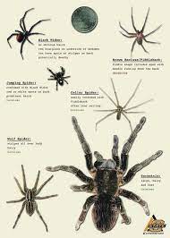 Black widow spiders are probably the scariest pest living in michigan. Most State Spiders Harmless To People Ag Energy Enidnews Com