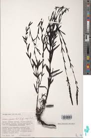 Image result for Buchnera lastii