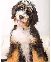 A lot of sheepadoodles will fall between 1000 usd in 3000 usd. Are Sheepadoodles The Right Breed For You K9 Web