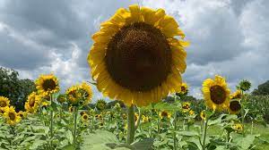 Seize The Day With A Sunflower Selfie In South Carolina Wcnc Com