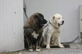 All central asian shepherd dog. Kangal Vs Central Asian Ovcharka Vs Caucasian Ovcharka