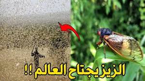 Life cycles two or three years, do. Ø­Ø´Ø±Ø© Ø§Ù„Ø²ÙŠØ² ØªØ®Ø±Ø¬ Ø¨Ø¹Ø¯ 17 Ø¹Ø§Ù… ÙˆØªØ¬ØªØ§Ø­ Ø§Ù„Ø¹Ø§Ù„Ù… Ù…Ø§Ù‡ÙŠ Ù‡Ø°Ù‡ Ø§Ù„Ø­Ø´Ø±Ø© Ø¨Ø¹Ø«Ø±Ø© Youtube