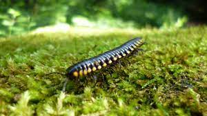 Dreamstime is the world`s largest stock photography community. The Millipede That Protects Itself With Cyanide Cool Green Science