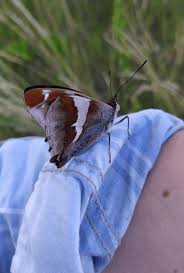 Image result for Apatura iris