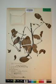 Image result for Quassia undulata