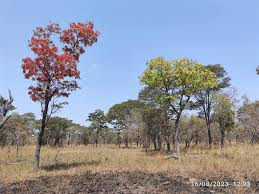 Image result for Psychotria eminiana