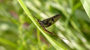 Image result for Ephemeridae