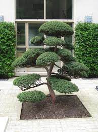 ilex crenata cloud pruned to niwaki jardin japonais jardin zen jardins