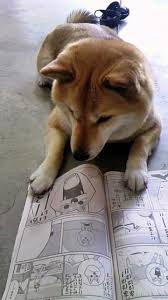 omg this is soooooo kawaii i cant think anything else more kawaii right now 子犬 かわいい おかしな動物 柴犬