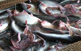 Where everyone can get our png stuff free of cost. Panduan Lengkap Budidaya Ikan Patin Gerak Maju Pertanian