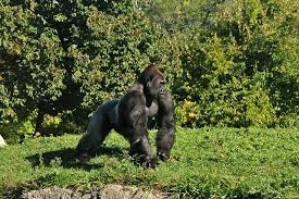 If one sees himself holding the reins of a camel and driving it on a paved road in a dream, it means that he will guide a heedless person and lead him on the straight path. 12 Gorilla Dream Interpretation Dreamchrist Dream Meaning
