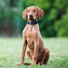 Kung fu guinea pig incredible flying kick in dog attack. Hungarian Vizsla Pdsa