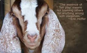 An animal that has horns on top of its h.: Symbolic Goat Meaning Goat Meaning Goats Animal Totems