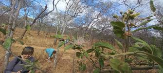 Image result for Uapaca nitida