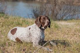 We did not find results for: Are German Shorthaired Pointers Smart Here S Why