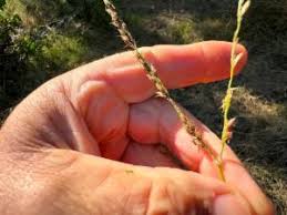 Image result for Alloteropsis semialata