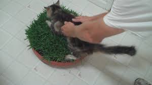 I like to trim mine. How To Make A Cat Grass Bed Youtube