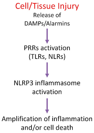 Usefulness of inhaled magnesium sulfate in the coadjuvant management of severe asthma crisis in an emergency department. Molecules Free Full Text Nlrp3 Inflammasome Inhibitors In Cardiovascular Diseases Html