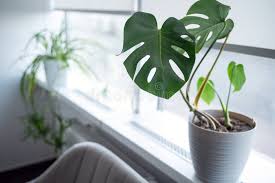 Image result for Anthericaceae