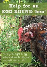 Farm Girl Inspirations Help For An Egg Bound Hen Know The Symptoms Causes And Prevention Of This Life Threaten Chickens Egg Bound Chicken Chickens Backyard
