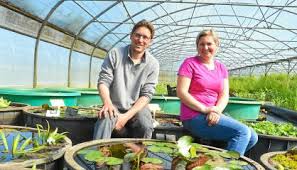 Plante aquatique oxygenante pour petit bassin. Vente De Plantes Aquatiques Plantes De Bassin Le Jardin D Eau Le Jardin D Eau