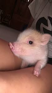 Piggy Cute Funny Animals Cute Piglets Cute Baby Pigs