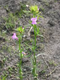 Image result for Misopates