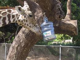 Giraffe Animals Zoo Project Giraffe