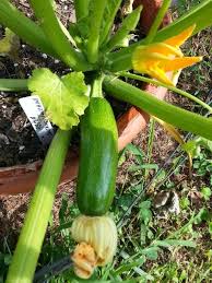 A treasure of a recipe. Bush Baby Dwarf Patio Zucchini Seeds Etsy