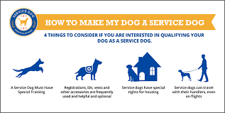 How To Register Your Dog As A Service Dog In Colorado Service Dog Certifications
