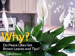 Question I Have Brown Tips On My Peace Lily Spathiphyllum In Fact Many Of My Plants Seem To Have Or Get Brown Tips Peace Lily Lily Plants Peace Lily Plant
