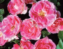 Southwest missouri has emerged in recent weeks as a hot spot for the delta variant, with a rise in case numbers and hospitalizations throughout the state. Carefree Wonder Star Roses And Plants
