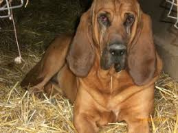 Hoping the puppy will have its first shots or even just dewormed. Bloodhound Puppies In Indiana