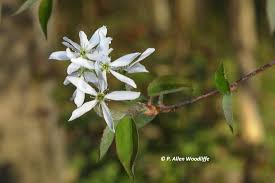 The biennial characteristic refers to the tendency of perennial plants to bloom in the first year and set seed in the second year. Nature Nuggets Woody Plants With Flowers