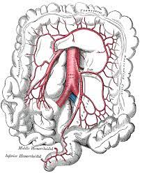 The drummond marginal artery and the riolan's arch are important links between the superior mesenteric artery (sma) and inferior mesenteric artery (ima). Marginal Artery Of The Colon Wikipedia