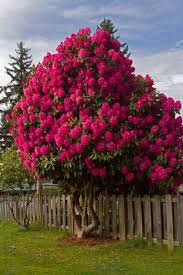Simpkin, marshall hamilton, kent & co. Beautiful Flowering Tree For Yard Landscaping 1 Jpg 940 1 410 Pixels Flowering Trees Plants Hydrangea Garden