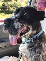 Dog Who Was Kept In A Wire Muzzle That Deformed His Face Has Nothing But Love For Rescuers Dogs Rescue Dogs Poor Dog