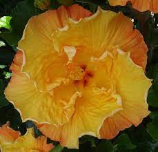Cosmic Gold Hibiscus Hibiscus Flowers Hibiscus Flowers