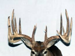 That's why our kid‑approved h‑e‑buddy™ foods have strict nutritional standards. Best Whitetail States Based On The Record Books