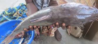 Image result for Vernonia musofensis