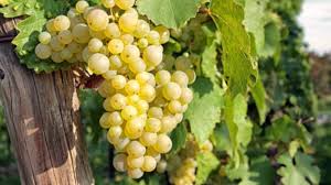 Tăierile la vita de vie se clasifică după mai multe criterii: Cheltuieli Vs Profit La Un Hectar De ViÈ›Äƒ De Vie In Republica Moldova