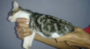 #azab #drama #sinetronjoin membership full drama indonesia sekarang juga! Pemilik Kucing Berlafaz Allah Sering Mimpi Aneh Okezone News