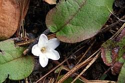 Image result for Erlangea remifolia