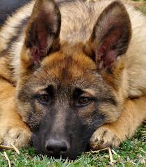 Face Brown Short Haired German Shepherd Puppies Sable German Shepherd Puppies German Shepherd Puppies Sable German Shepherd