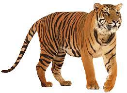 Gastebuch Von Bayern Fan Frau Tiger Images Tiger Png Tiger
