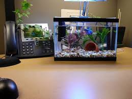 2 5 Gallon Tank Setup Cool Fish Tanks Small Fish Tanks Fish Tank Themes