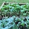 <p>broccoli raab is very quick growing, often maturing in as little as 45 days (although 60 days is more typical, especially during the cooler months). 3