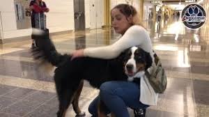We did not find results for: Riley Bernese Mountain Dog Best Dog Trainers Va E Collar Training Obedience Training Youtube