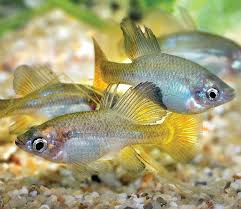 Image result for Peddiea fischeri