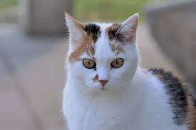 What is an abscess on a cat? Abscesses In Cats Common Causes Canna Pet